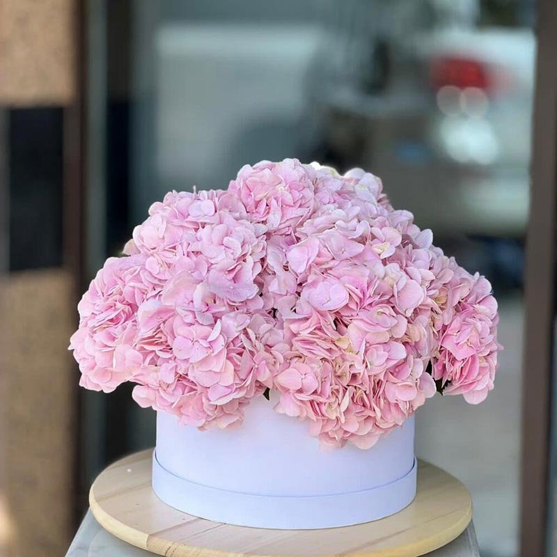 11 Pink Hydrangea Box