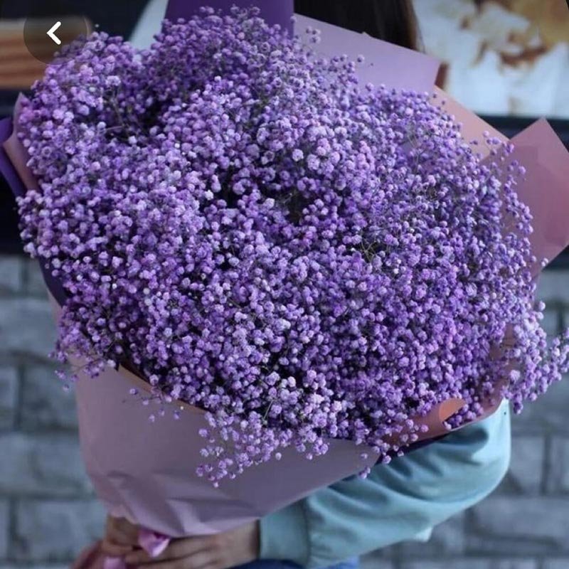 15 Stems Purple Gypsophila Bouquet