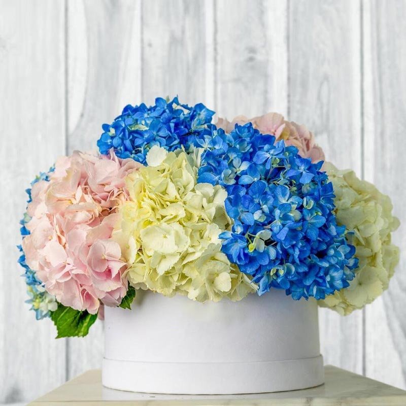 White Box Mixed Hydrangea